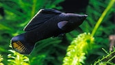 Black Molly im Aquarium