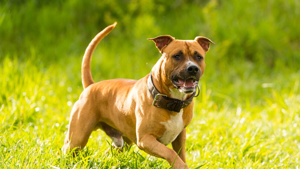 Listenhunde American Staffordshire Terrier im Park