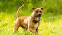 Listenhunde American Staffordshire Terrier im Park