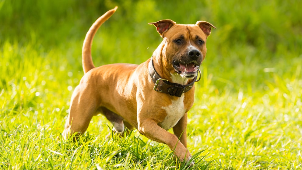 Listenhunde American Staffordshire Terrier im Park