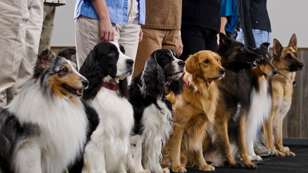 Verschiedene Hunderassen sitzen nebeneinander, welche ist die beliebteste Hunderasse