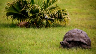 Jonathan, die Schildkröte ist 190 Jahre alt