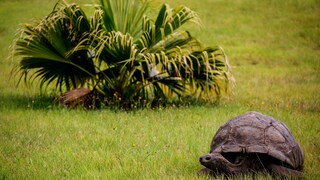 Jonathan, die Schildkröte ist 190 Jahre alt