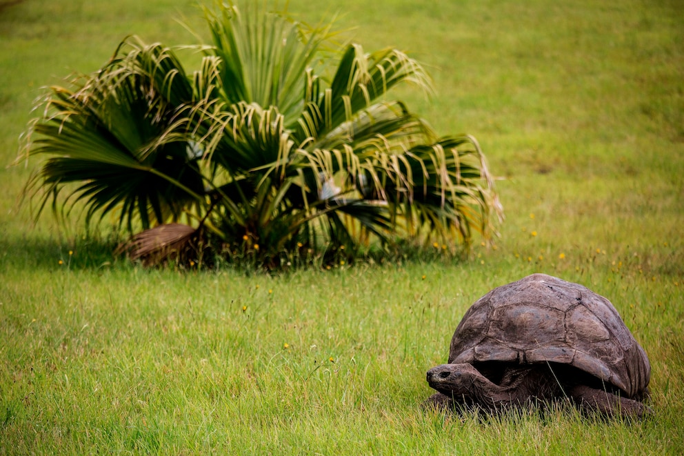 Jonathan, die Schildkröte ist 190 Jahre alt