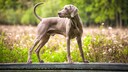 Weimaraner
