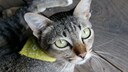 Katze allein in Wohnung