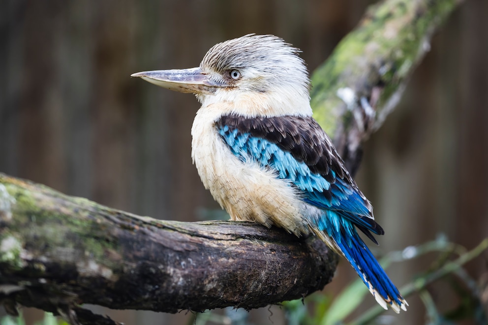 Lachender Hans in Australiens Tierwelt