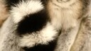 Quiz: Tiere am Fell erkennen