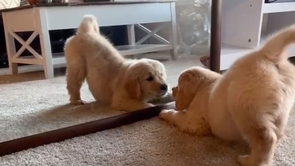 Können Hunde Sich Im Spiegel Sehen www.petbook.de