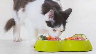 Katze barfen