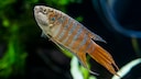 Paradiesfisch
