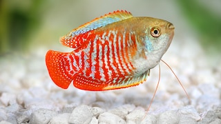 Zwergfadenfisch