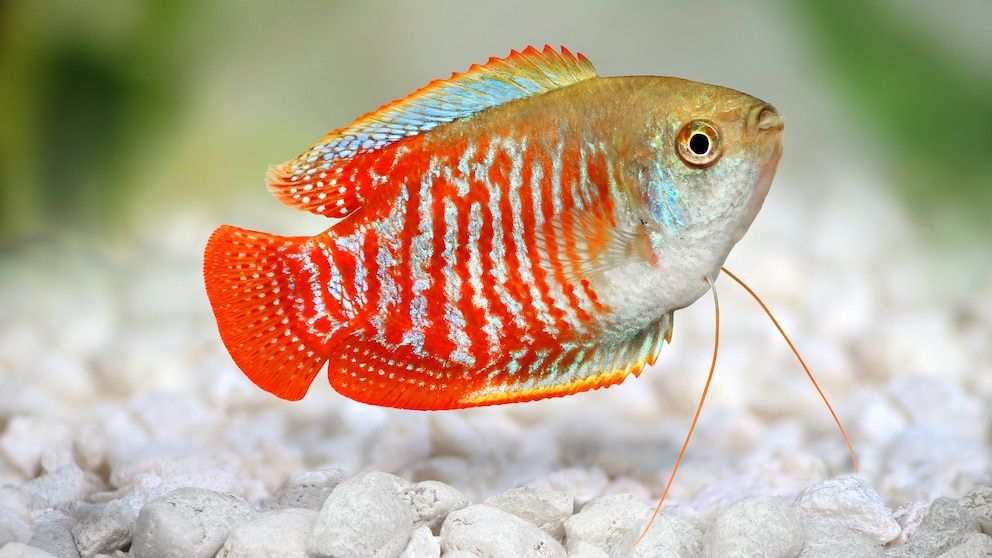 Zwergfadenfisch