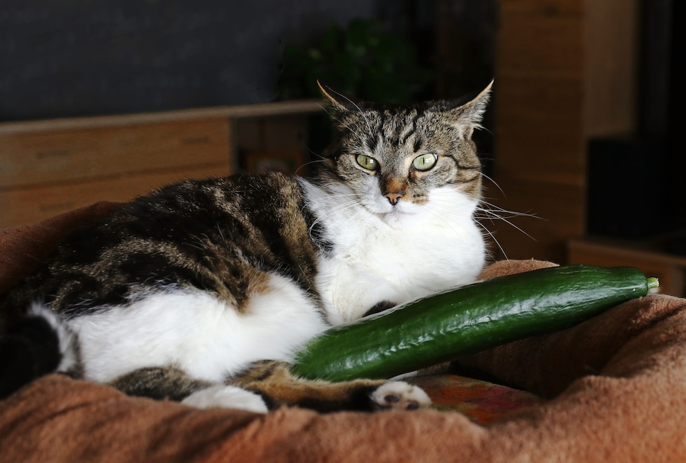 Warum Erschrecken Sich Katzen Vor Gurken www.petbook.de