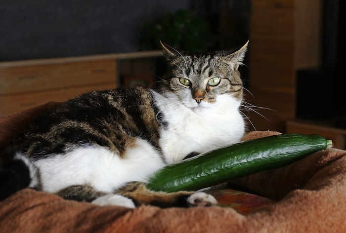 A cat lies relaxed next to a cucumber