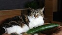 Eine Katze liegt entspannt neben einer Gurke