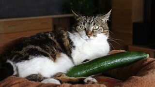 Eine Katze liegt entspannt neben einer Gurke
