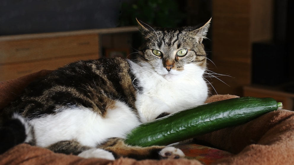 Eine Katze liegt entspannt neben einer Gurke