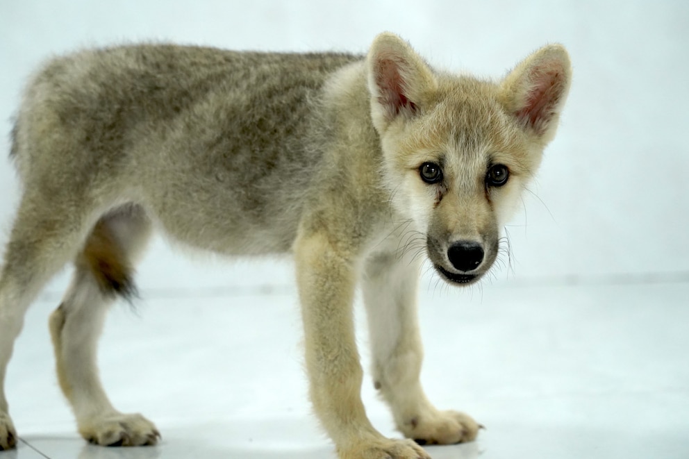 Forscher klonen Polarwolf