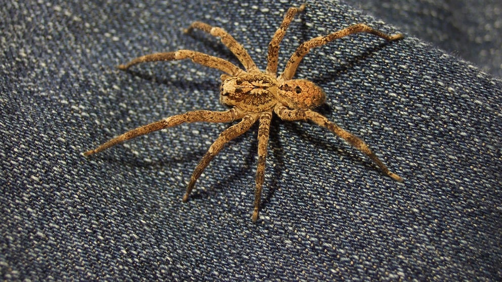 Eine Nosferatu-Spinne hockt auf einem Stück Stoff