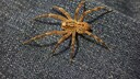 Eine Nosferatu-Spinne hockt auf einem Stück Stoff
