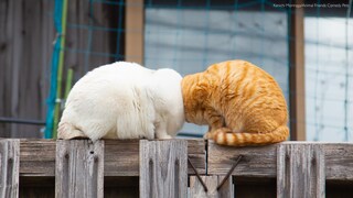 Zwei Katzen Kopf an Kopf