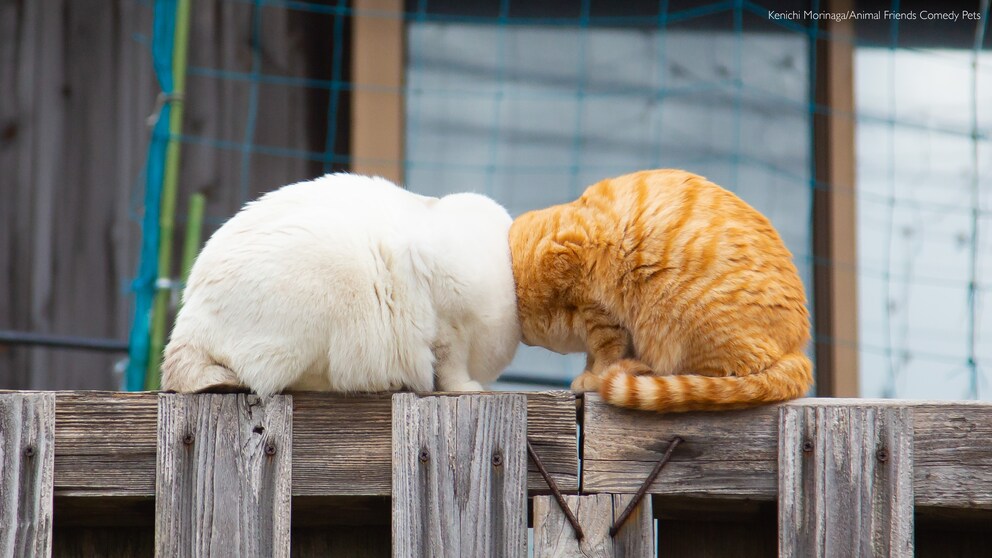 Zwei Katzen Kopf an Kopf