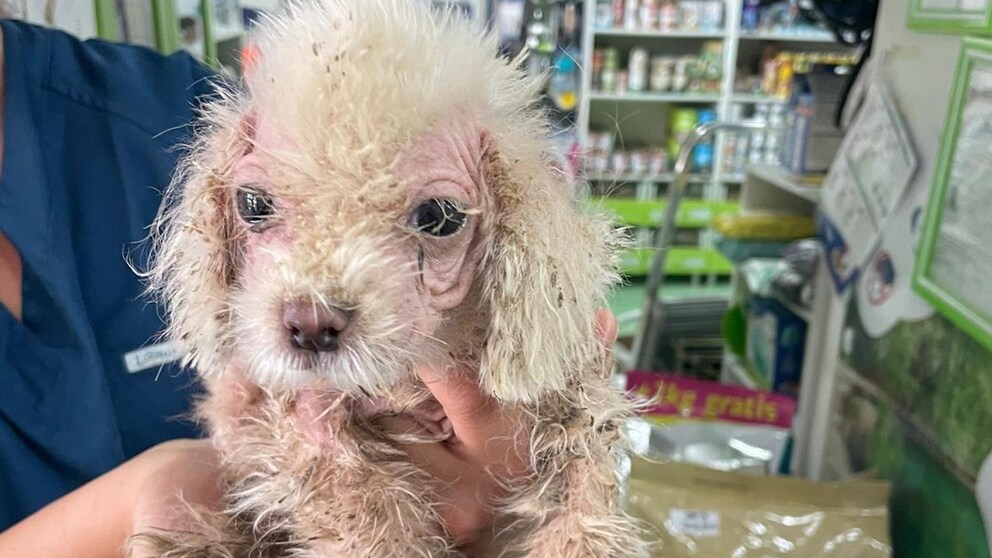 Völlig verwahrlost: Kouki beim Tierarzt, kurz nachdem Tierheim-Hund Bodo ihn gerettet hat