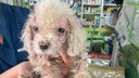 Völlig verwahrlost: Kouki beim Tierarzt, kurz nachdem Tierheim-Hund Bodo ihn gerettet hat