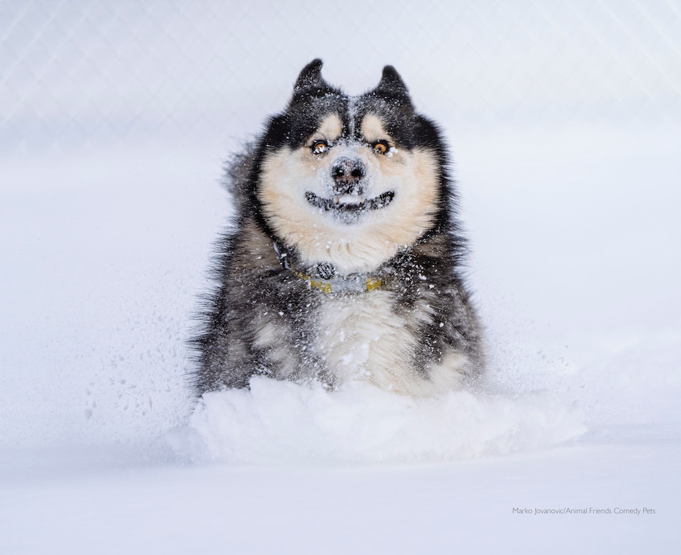 Husky im Schnee