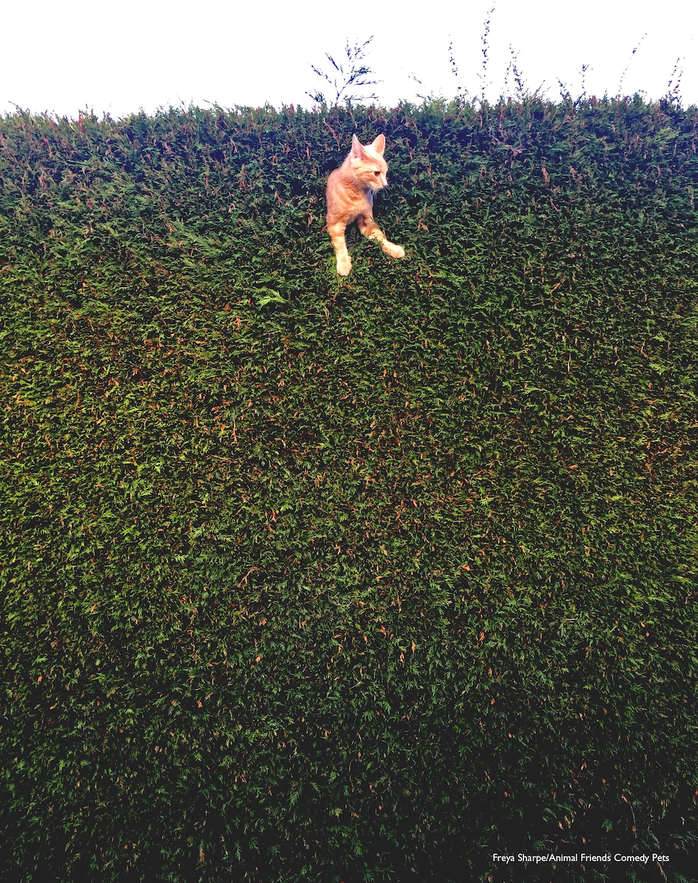 Katze in der Hecke