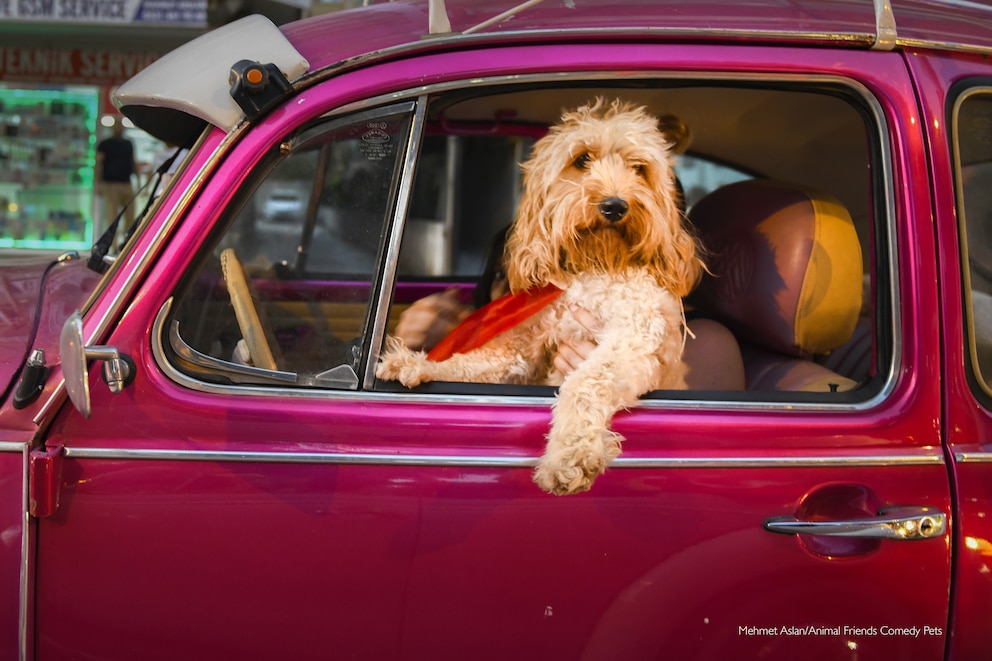 Hund im Auto