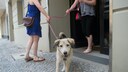 Dogsharing