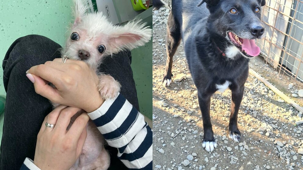 Hundewelpe „Kouki“ und Tierheim-Hund Bodo (r.)