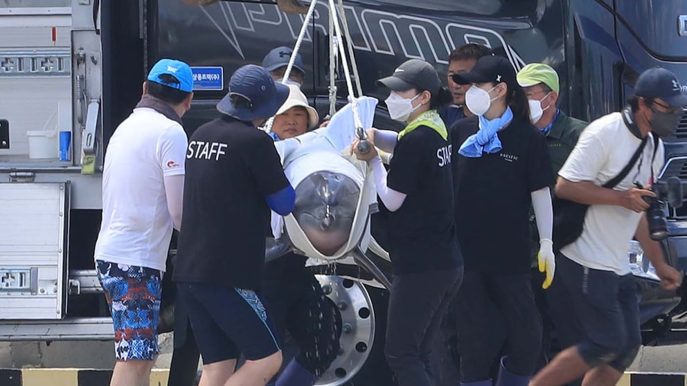 Delfin Bibong wird in den Ozean gebracht, er wird freigelassen