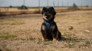 Hund Josi sitzt auf der Wiese in der Hundeschule