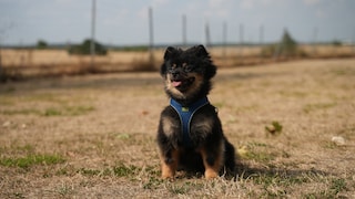 Hund Josi sitzt auf der Wiese in der Hundeschule