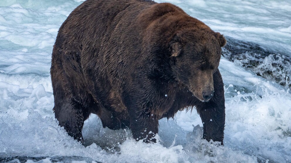 Jumbo Jet, der wohl dickste Braunbär, steht beim Fischen im Wasser
