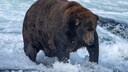Jumbo Jet, der wohl dickste Braunbär, steht beim Fischen im Wasser