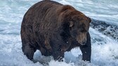 Jumbo Jet, der wohl dickste Braunbär, steht beim Fischen im Wasser