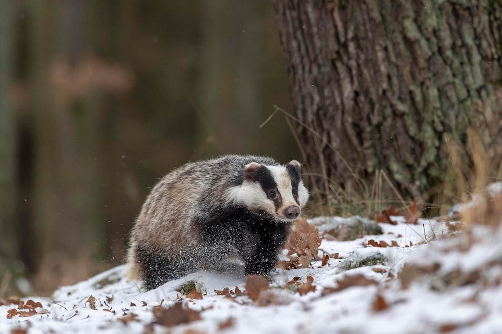 Dachs im Winter