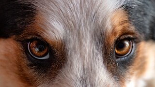 Augen eines Border Colies