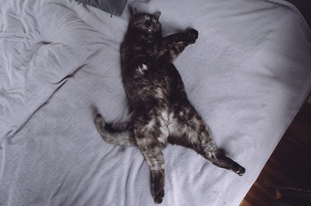 Katze schläft auf dem Rücken Was bedeutet das? PETBOOK