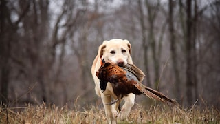 Gefährlich für Haustiere: Labrador trägt einen toten Vogel