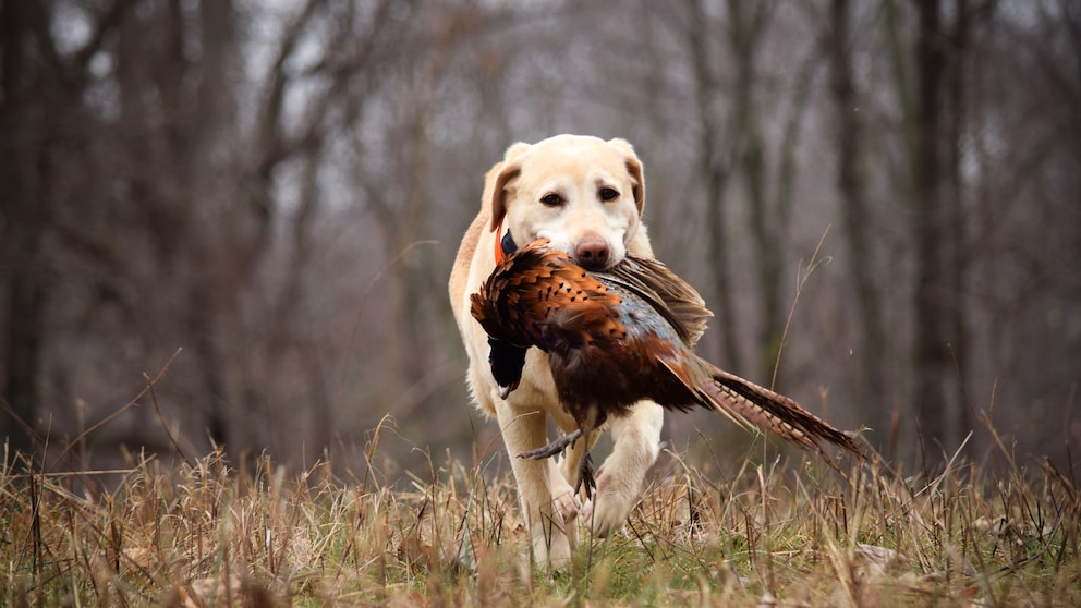 Gefährlich für Haustiere: Labrador trägt einen toten Vogel