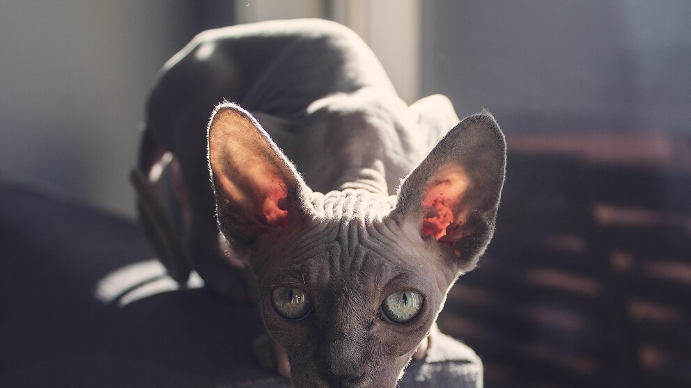 Nacktkatze - Qualzuchten bei Katzen