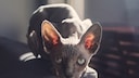 Nacktkatze - Qualzuchten bei Katzen