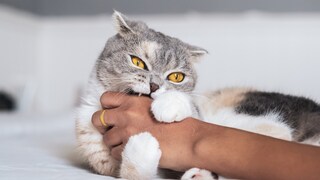 Scottish fold Katze beißt spielerisch in die Hand des Menschen