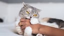 Scottish fold Katze beißt spielerisch in die Hand des Menschen