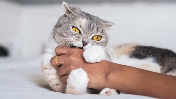 Warum Fahren Katzen Ihre Krallen Aus Beim Streicheln 3 Gründe, warum die Katze beim Streicheln beißt - PETBOOK